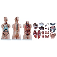 85cm Anatomical Sexless Torso Model along with 20 Parts