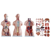 Unisex Human Torso Body Anatomy Anatomical Model Internal Organs Skeleton SysMFS 
