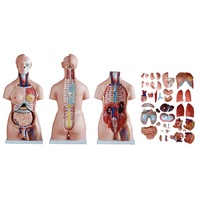 85cm Anatomical Unisex Torso Model of 40 Parts