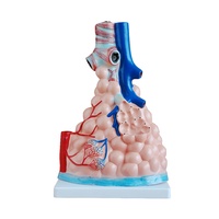 Anatomical Magnified Pulmonary Alveoli Model