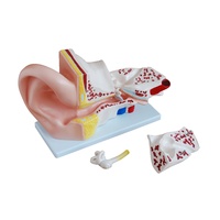 Anatomical Model Giant Ear