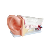 New Style Anatomical Giant Ear Model