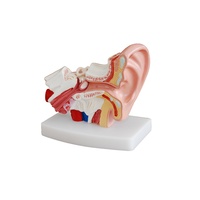 Anatomical Desktop Ear Model