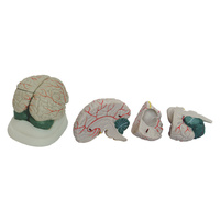 New Style Anatomical Brain Model