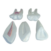 Expansion Model of Anatomical Human Teeth