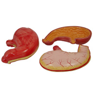Stomach Model