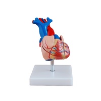 Anatomical Heart Model
