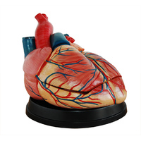 New Style Anatomical Jumbo Heart Model
