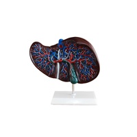 Anatomical Liver Model
