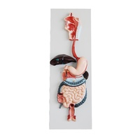Anatomical Human Digestive System Model