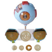 Anatomical Giant Eye Model