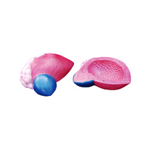Anatomical Expansion Model of Urinary Bladder