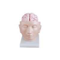 Anatomical Human Brain Model with Arteries on Head