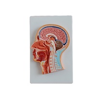 Anatomical Median Section Model of the Head