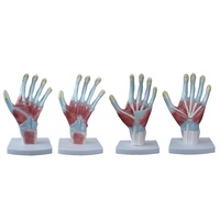 Palm Anatomical Model