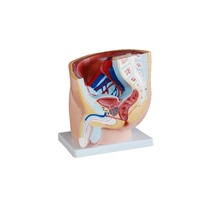 Anatomical Human Male Pelvis Model Section (1 Part)