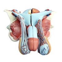 Anatomical Male Genital Organ Model