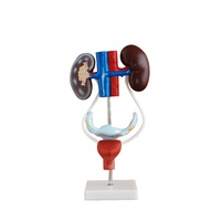 Anatomical Female Urogenital System Model
