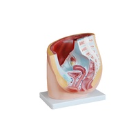 Anatomical Human Female Pelvis Model Section (1 part)