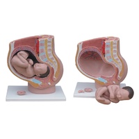 Anatomical Human Female Pelvis Model Section (4 parts)