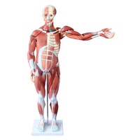80CM Human Anatomical Muscle Model Male (27 Parts)