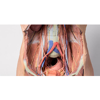 Anatomical Model- Posterior Abdominal wall