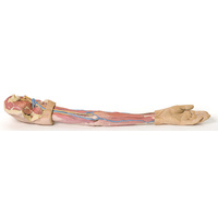 Anatomical Model- Upper Limb