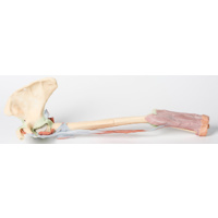 Anatomical Model- Upper Limb Biceps, Bones and Ligaments