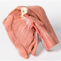 Anatomical Model- Shoulder Superficial muscles and axillary/brachial artery