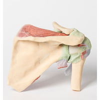  Anatomical Model- Shoulder Deep Dissection Of A Right Shoulder Girdle