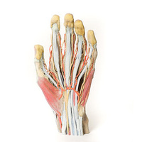 Anatomical Model- Hand Model with high level of granularity