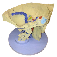 Anatomical Model-  Temporal Bone Model 