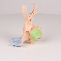 Anatomical Model- Paranasal Sinus model
