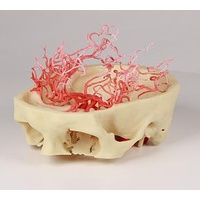 Anatomical Model- Arterial Circulation