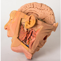Anatomical Model- Head and Neck