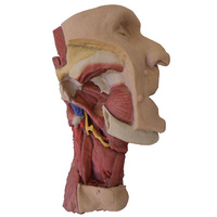 Anatomical Model- Deep face/Infratemporal fossa