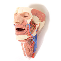 Anatomical Model- Head and visceral column of the neck