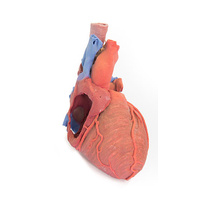 Anatomical Model- Heart and the distal trachea, carina and primary bronchi