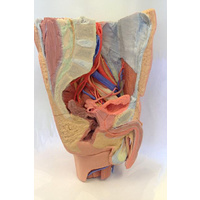 Anatomical Model- Male left pelvis and proximal thigh