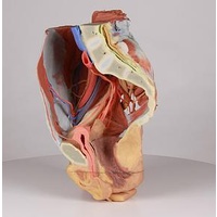 Anatomical Model- Female right pelvis