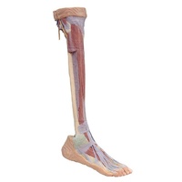 Anatomical Model- Lower Limb deep dissection