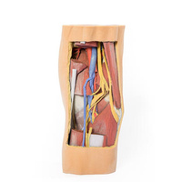 Anatomical Model- Popliteal Fossa distal thigh and proximal leg