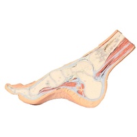 Anatomical Model- Foot Parasagittal cross-section