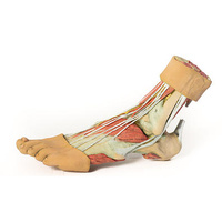 Anatomical Model- Foot Structures of the plantar surface
