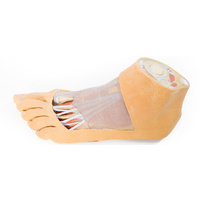 Anatomical Model- Foot Plantar surface & superficial dissection on the dorsum