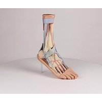 Anatomical Model- Foot Superficial and deep structures of the leg and foot