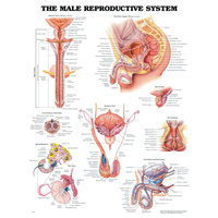 The Male Reproductive System CHart