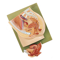 Median Section of the Female Pelvis
