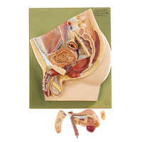Median Section of the Male Pelvis