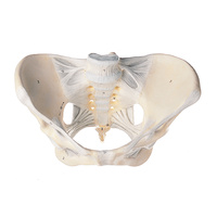 Female Pelvis with Ligamentous Apparatus
